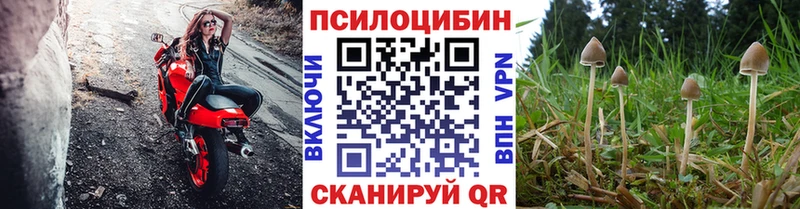 Галлюциногенные грибы Cubensis  это телеграм  Ахтубинск  купить  сайты 